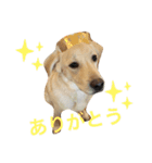 てらだ動物病院スタンプ24（個別スタンプ：6）