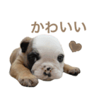 てらだ動物病院スタンプ24（個別スタンプ：12）