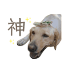 てらだ動物病院スタンプ24（個別スタンプ：14）