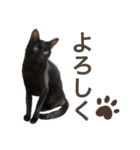 てらだ動物病院スタンプ24（個別スタンプ：15）