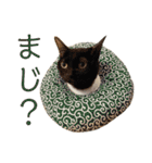 てらだ動物病院スタンプ24（個別スタンプ：19）