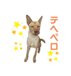 てらだ動物病院スタンプ24（個別スタンプ：20）