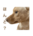 てらだ動物病院スタンプ24（個別スタンプ：23）