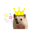 ハリネズミのタワシ[日常的スタンプ2]（個別スタンプ：11）