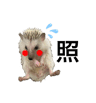 ハリネズミのタワシ[日常的スタンプ2]（個別スタンプ：18）