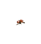 野生の虫をかわいがる（個別スタンプ：12）