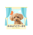トイプー結愛の日常（個別スタンプ：1）