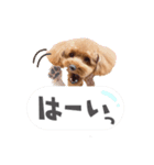 トイプー結愛の日常（個別スタンプ：3）