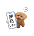 トイプー結愛の日常（個別スタンプ：5）