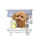 トイプー結愛の日常（個別スタンプ：7）