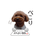 トイプー結愛の日常（個別スタンプ：10）