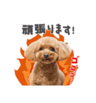 トイプー結愛の日常（個別スタンプ：14）