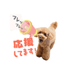 トイプー結愛の日常（個別スタンプ：15）