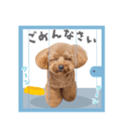 トイプー結愛の日常（個別スタンプ：16）
