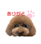 ぷうぷうぷう 2（個別スタンプ：9）