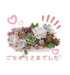 わたしの癒し♡多肉植物たち①（個別スタンプ：12）