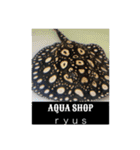 AQUA SHOP★ryus！！（個別スタンプ：2）