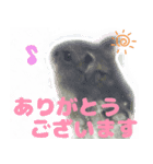 Nicoちゃんのスタンプです。（個別スタンプ：1）