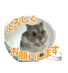 Nicoちゃんのスタンプです。（個別スタンプ：5）