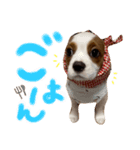 キャバリアのかんなちゃん♡（個別スタンプ：5）