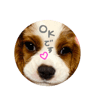 キャバリアのかんなちゃん♡（個別スタンプ：6）