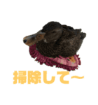 合鴨のクッキー（個別スタンプ：2）