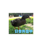 合鴨のクッキー（個別スタンプ：3）