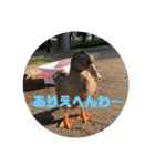 合鴨のクッキー（個別スタンプ：8）