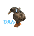 合鴨のクッキー（個別スタンプ：11）