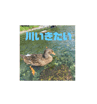 合鴨のクッキー（個別スタンプ：12）