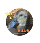 合鴨のクッキー（個別スタンプ：13）