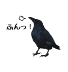 ペット記録チャンネル のんびりスタンプ（個別スタンプ：5）