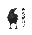 ペット記録チャンネル のんびりスタンプ（個別スタンプ：15）