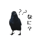 ペット記録チャンネル のんびりスタンプ（個別スタンプ：17）