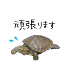 ペット記録チャンネル のんびりスタンプ（個別スタンプ：21）
