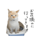 ペット記録チャンネル のんびりスタンプ（個別スタンプ：27）