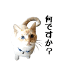 ペット記録チャンネル のんびりスタンプ（個別スタンプ：28）