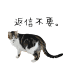 ペット記録チャンネル のんびりスタンプ（個別スタンプ：31）