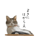 ペット記録チャンネル のんびりスタンプ（個別スタンプ：32）