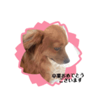 愛犬キセのほんわかスタンプ（個別スタンプ：1）