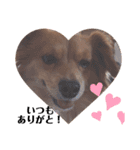 愛犬キセのほんわかスタンプ（個別スタンプ：2）