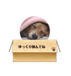 愛犬キセのほんわかスタンプ（個別スタンプ：3）