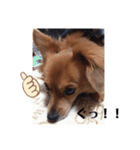 愛犬キセのほんわかスタンプ（個別スタンプ：4）