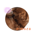 愛犬キセのほんわかスタンプ（個別スタンプ：5）