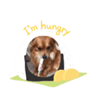 愛犬キセのほんわかスタンプ（個別スタンプ：6）