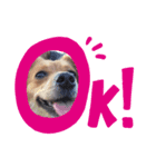 愛犬キセのほんわかスタンプ（個別スタンプ：7）