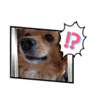愛犬キセのほんわかスタンプ（個別スタンプ：8）