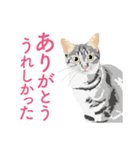 笑顔をくれる猫たちの一言（個別スタンプ：8）