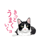 笑顔をくれる猫たちの一言（個別スタンプ：16）