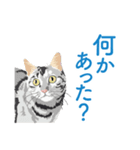 笑顔をくれる猫たちの一言（個別スタンプ：26）